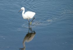 Little Egret photographed at Vale Pond [VAL] on 25/9/2012. Photo: © Tracey Henry