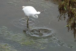 Little Egret photographed at Vale Pond [VAL] on 26/9/2012. Photo: © Tracey Henry