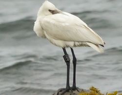 Spoonbill photographed at Fort Le Crocq [FLC] on 7/10/2012. Photo: © Anthony Loaring