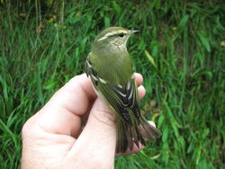 Yellow-browed Warbler photographed at Trinity [TRI] on 11/10/2012. Photo: © Jamie Hooper