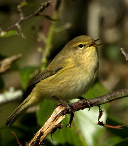 Chiffchaff photographed at Vaux de Monel [MON] on 13/10/2012. Photo: © Mike Cunningham