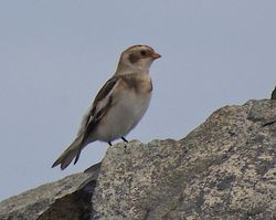 Snow Bunting photographed at Fort Doyle [DOY] on 20/10/2012. Photo: © Royston CarrÃ©