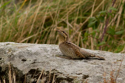 Wryneck photographed at Fort Doyle [DOY] on 20/10/2012. Photo: © Rod Ferbrache
