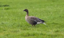 Pink-footed Goose photographed at Colin Best NR [CNR] on 20/10/2012. Photo: © Anthony Loaring