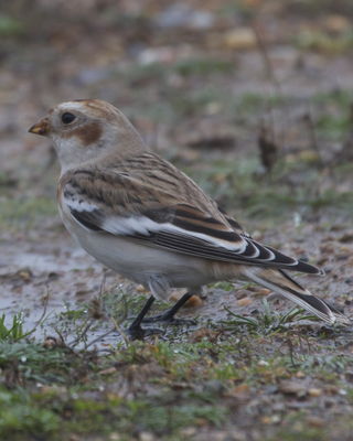 Snow Bunting photographed at Fort Le Marchant [MAR] on 22/10/2012. Photo: © Cindy  Carre