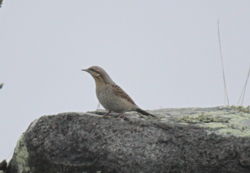 Wryneck photographed at Fort Doyle [DOY] on 22/10/2012. Photo: © Lydia Miller