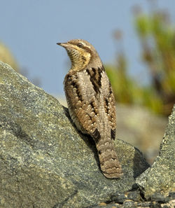Wryneck photographed at Fort Doyle on 23/10/2012. Photo: © Mike Cunningham
