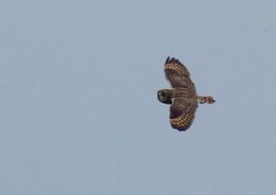 Short-eared Owl photographed at Mt. Herault [MHE] on 23/10/2012. Photo: © Mark Lawlor