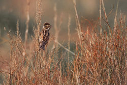 Reed Bunting photographed at Mt. Herault on 23/10/2012. Photo: © Chris Bale