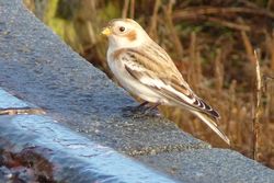 Snow Bunting photographed at Fort Le Marchant [MAR] on 23/10/2012. Photo: © Kevin Childs