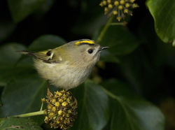 Goldcrest photographed at Icart [ICA] on 27/10/2012. Photo: © Mike Cunningham