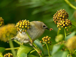 Goldcrest photographed at Icart on 27/10/2012. Photo: © Mike Cunningham