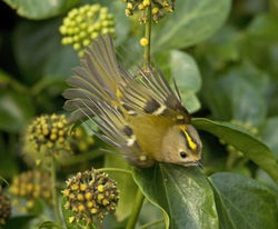 Goldcrest photographed at Icart [ICA] on 27/10/2012. Photo: © Mike Cunningham