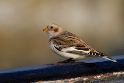 Snow Bunting photographed at Fort Le Marchant [MAR] on 28/10/2012. Photo: © Chris Bale