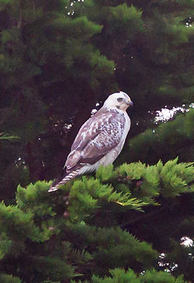 Buzzard photographed at Rue des Hougues, STA on 29/10/2012. Photo: © Anthony Loaring