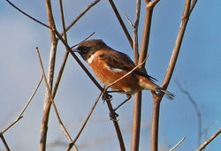 Stonechat photographed at Port Soif [SOI] on 6/11/2012. Photo: © Tracey Henry