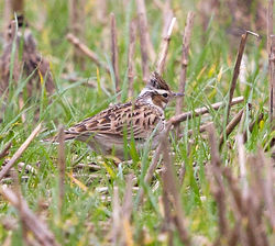 Woodlark photographed at Rue des Hougues, STA [H04] on 7/11/2012. Photo: © Anthony Loaring