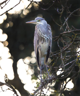 Grey Heron photographed at Talbot Valley [TAL] on 9/11/2012. Photo: © Anthony Loaring