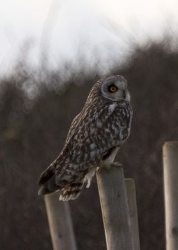 Short-eared Owl photographed at Pleinmont [PLE] on 11/11/2012. Photo: © Cindy  Carre