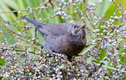 Blackbird photographed at Saumarez Park [SAU] on 29/10/2012. Photo: © Anthony Loaring