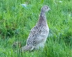 Pheasant photographed at Rue des Bergers [BER] on 15/11/2012. Photo: © Tracey Henry