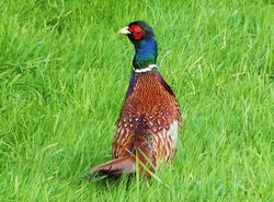 Pheasant photographed at Route de Pleinmont, TOR on 15/11/2012. Photo: © Tracey Henry