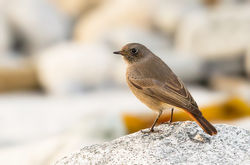 Black Redstart photographed at Pulias [PUL] on 23/11/2012. Photo: © Anthony Loaring