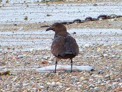Great Skua photographed at Les Amarreurs [AMM] on 26/11/2012. Photo: © Tracey Henry