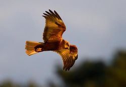 Marsh Harrier photographed at Claire Mare [CLA] on 4/12/2012. Photo: © Vic Froome
