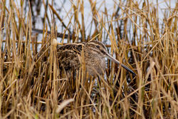 Snipe photographed at Claire Mare [CLA] on 6/12/2012. Photo: © Rod Ferbrache