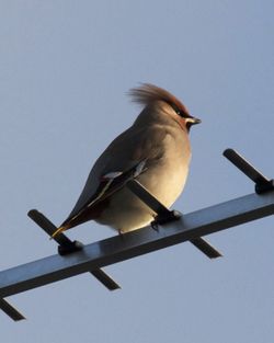Waxwing photographed at Upper St. Jacques [UPJ] on 10/12/2012. Photo: © Cindy  Carre