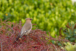 Waxwing photographed at Upper St. Jacques [UPJ] on 11/12/2012. Photo: © Rod Ferbrache