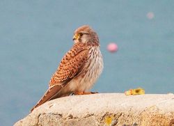 Kestrel photographed at Les Amarreurs [AMM] on 11/12/2012. Photo: © Tracey Henry