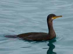 Shag photographed at Town Harbour [TOW] on 21/12/2012. Photo: © Mark Lawlor