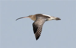 Curlew photographed at Perelle Bay on 30/12/2012. Photo: © Nick Dean