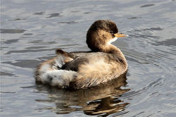 Little Grebe photographed at Vale Pond [VAL] on 27/12/2012. Photo: © Nick Dean