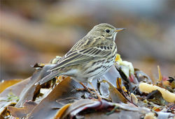 Meadow Pipit photographed at L'Eree [LER] on 30/12/2012. Photo: © Nick Dean