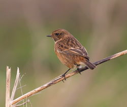 Stonechat photographed at Pulias [PUL] on 8/1/2013. Photo: © Adrian Gidney