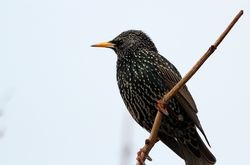 Starling photographed at Rousse [ROU] on 11/1/2013. Photo: © Simon Murfitt