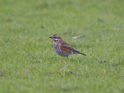 Redwing photographed at Colin Best NR [CNR] on 20/1/2013. Photo: © Royston CarrÃ©