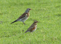 Redwing photographed at Colin Best NR [CNR] on 21/1/2013. Photo: © Mike Cunningham