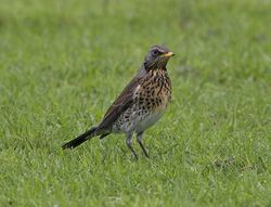 Fieldfare photographed at Colin Best NR [CNR] on 22/1/2013. Photo: © Royston CarrÃ©