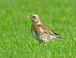 Fieldfare photographed at Colin Best NR [CNR] on 23/1/2013. Photo: © Mike Cunningham