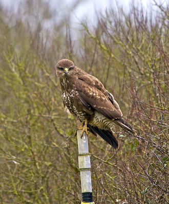 Buzzard photographed at Undisclosed Location on 24/1/2013. Photo: © Royston CarrÃ©