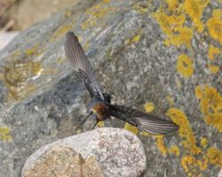 Black Redstart photographed at Grandes Rocques [GRO] on 26/1/2013. Photo: © Cindy  Carre