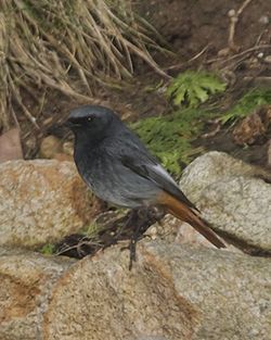 Black Redstart photographed at Grandes Rocques [GRO] on 26/1/2013. Photo: © Cindy  Carre