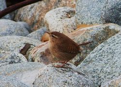 Wren photographed at Pulias [PUL] on 25/1/2013. Photo: © Tracey Henry