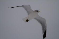Common Gull photographed at Norfolk on 20/1/2013. Photo: © Vic Froome