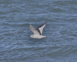 Little Gull photographed at Cobo [COB] on 30/1/2013. Photo: © Cindy  Carre