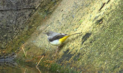 Grey Wagtail photographed at Reservoir [RES] on 4/2/2013. Photo: © David Du jardin